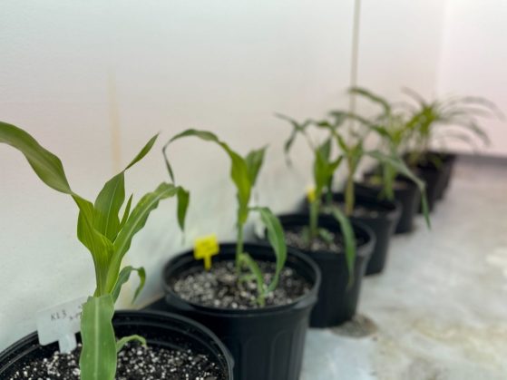 row of corn plants in pots