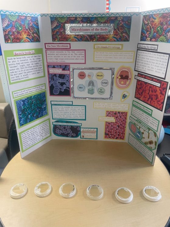 3 fold display board with information on our various microbiomes and 5 petri dishes on the table before it