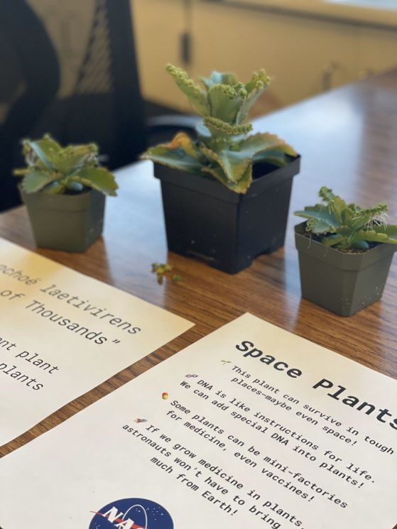 three green plants in pots with a paper on the table that says Space Plants