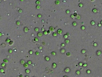 Wierzbicki Lab: Understanding DNA organization in chloroplasts