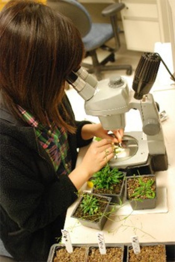 scientist working with plants at a microscope