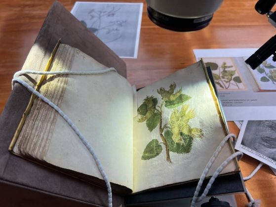 A sketchbook containing a botanical image on a table with additional sheets of paper surrounding it.