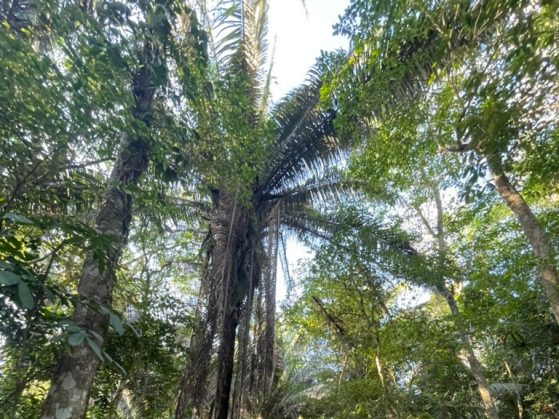 jungle