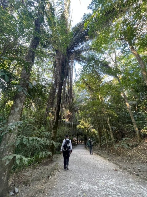 jungle