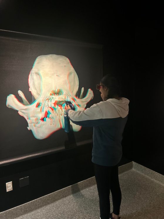 Picture of an exhibit Sruthi visited at the Natural History Museum for an ALA 104 assignment!