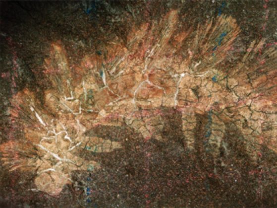 neotype of Palaeocampa anthrax with faint red and blue grid lines from a wax pencil across the specimen