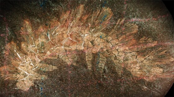 neotype of Palaeocampa anthrax with faint red and blue grid lines from a wax pencil across the specimen