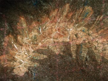 neotype of Palaeocampa anthrax with faint red and blue grid lines from a wax pencil across the specimen