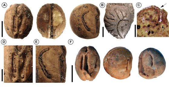 Pictured are fossil Leea seeds, from the late Eocene of Panama. The Eocone is a geological epoch that ended 33 million years ago. Image credit: Mónica Carvalho, University of Michigan; Fabiany Herrera, Field Museum of Natural History