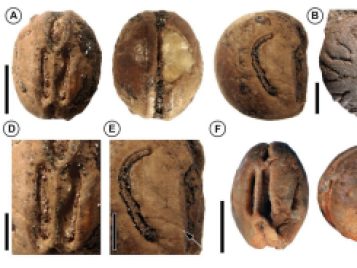 Pictured are fossil Leea seeds, from the late Eocene of Panama. The Eocone is a geological epoch that ended 33 million years ago. Image credit: Mónica Carvalho, University of Michigan; Fabiany Herrera, Field Museum of Natural History