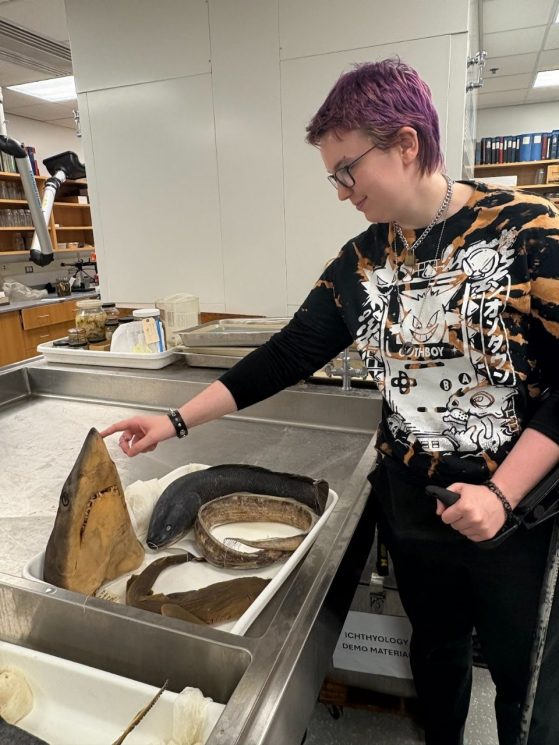 student is touching the nose of a shark head specimen in a box