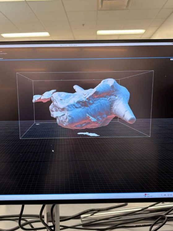 digitized image of a fossil on a computer screen