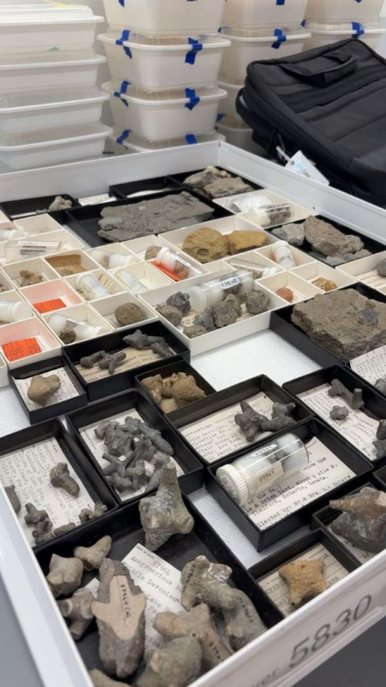 an array of small boxes with fossils are displayed on a table
