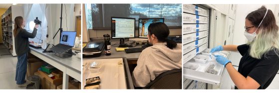 Undergrads working in the UMMP collections