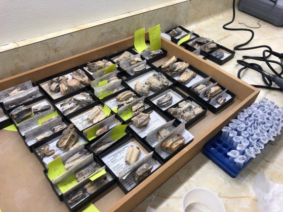 open wooden drawer filled with small boxes containing fossilized teeth and informative cards about the specimen