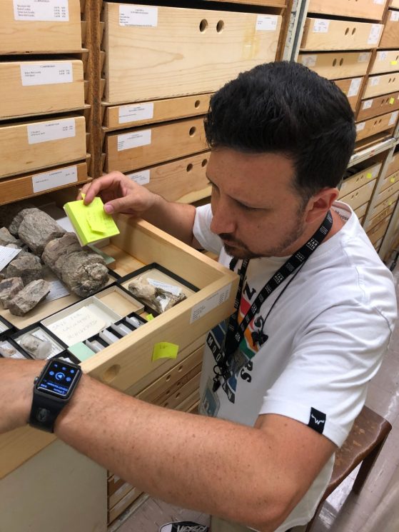 man peering into an open drawer of fossils in a aisle of floor to ceiling wooden drawers