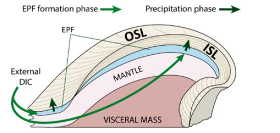diagram of inner and outter shell layer formation