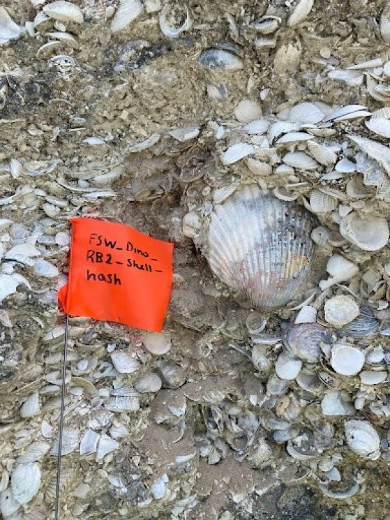 orange flag with description of shells clustered in the background