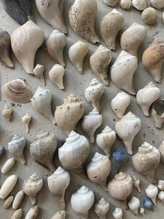 rows of shells lined up on the sand