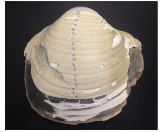 clam shell with row of small drilled holes