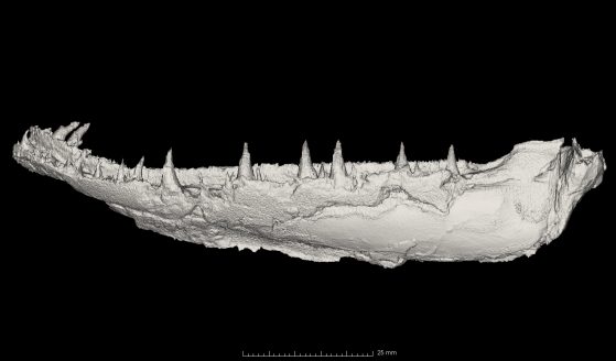 jaw of Watsonichthys pectinatus