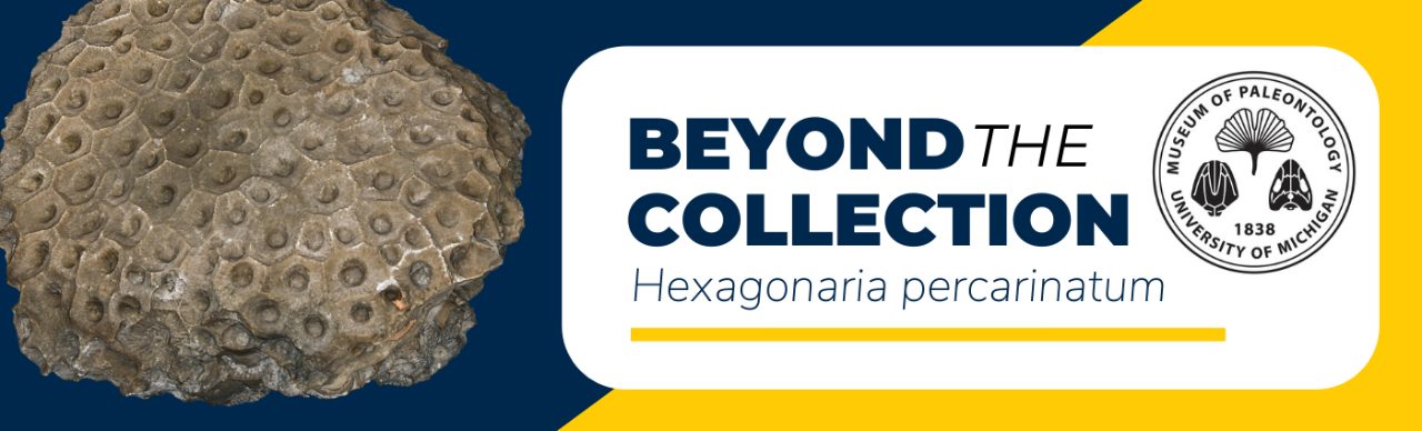 Banner for Beyond Exhibits module on Hexagonaria percaninatum