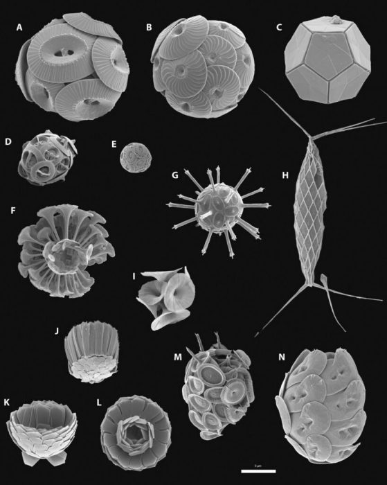 Intricate geometries of shells made by single-celled plankton