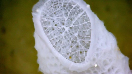 a white lightweight skeleton of a deep-sea sponge has inspired this research
