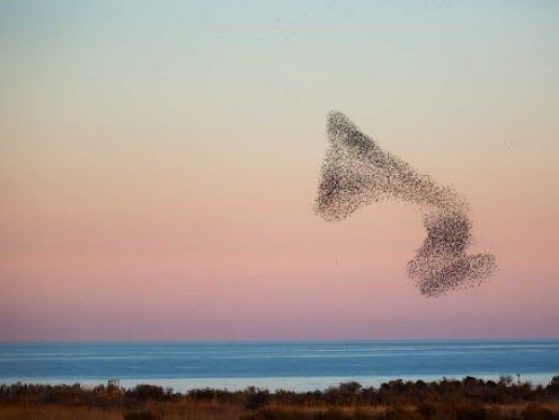 Photo of birds forming: You can think of an active fluid like a flock of birds, says Shankar. In a murmuration, an enormous cloud of starlings, birds will twist and turn in unison, making shapes of the cloud. But while the murmuration looks like it’s moving as one organism, the movement is made of individual birds powered by their individual sets of wings.