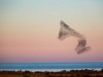 Photo of birds forming: You can think of an active fluid like a flock of birds, says Shankar. In a murmuration, an enormous cloud of starlings, birds will twist and turn in unison, making shapes of the cloud. But while the murmuration looks like it’s moving as one organism, the movement is made of individual birds powered by their individual sets of wings.