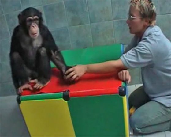A chimpanzee spontaneously retrieves a dropped item