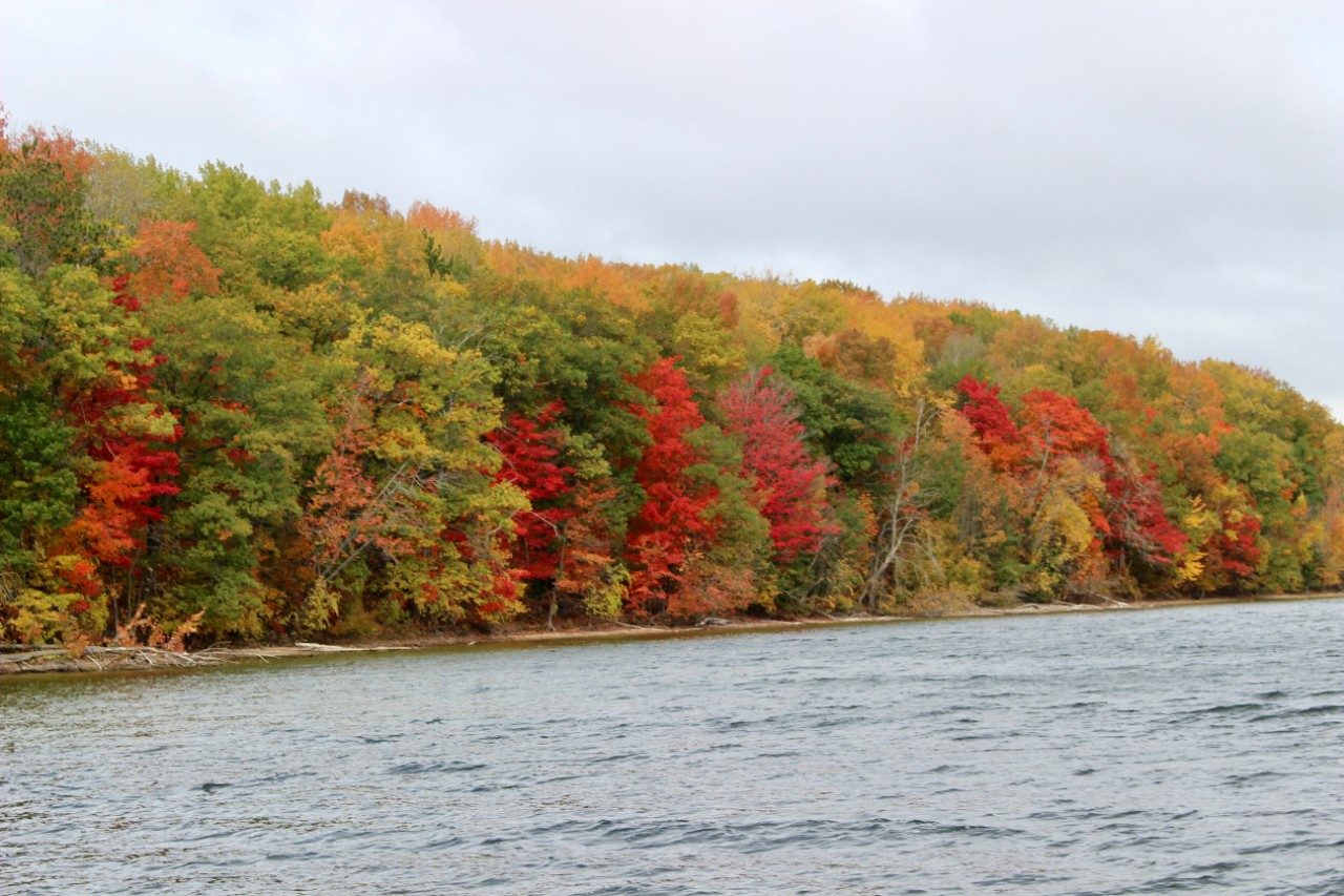 Trees along a lake shore
