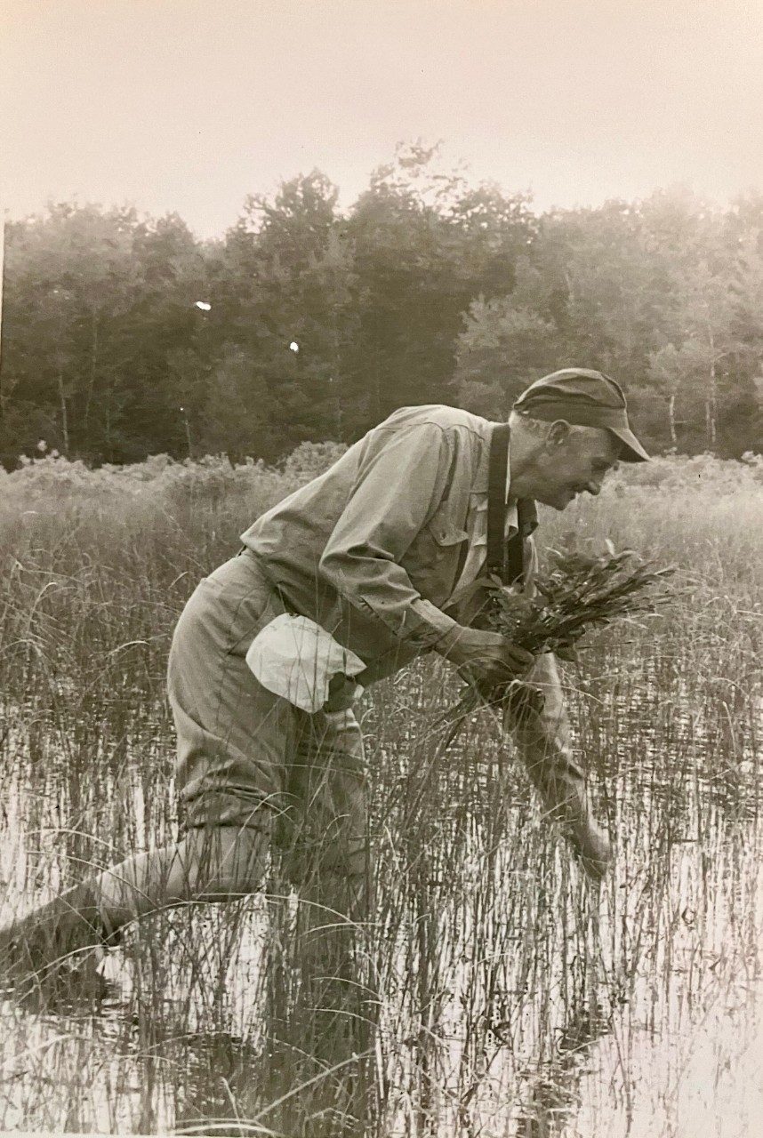 Man in a field picking plants