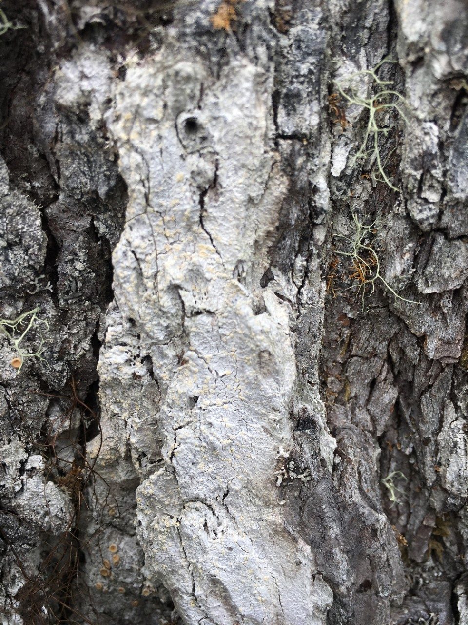 Tree bark