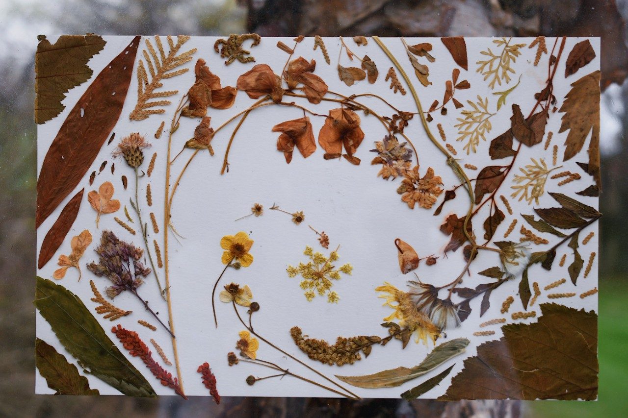 Pressed, dried plants organized into an artful design on a sheet of paper