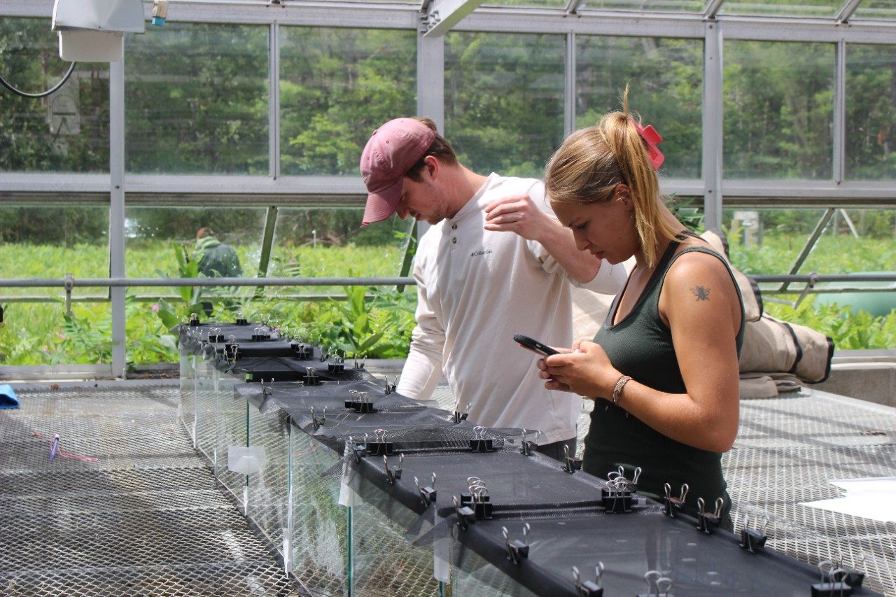 Person typing into a smartphone in a greenhouse