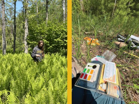 Two phots showing botany fieldwork in a field