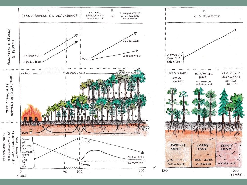 Graphic showing trees and underground soil