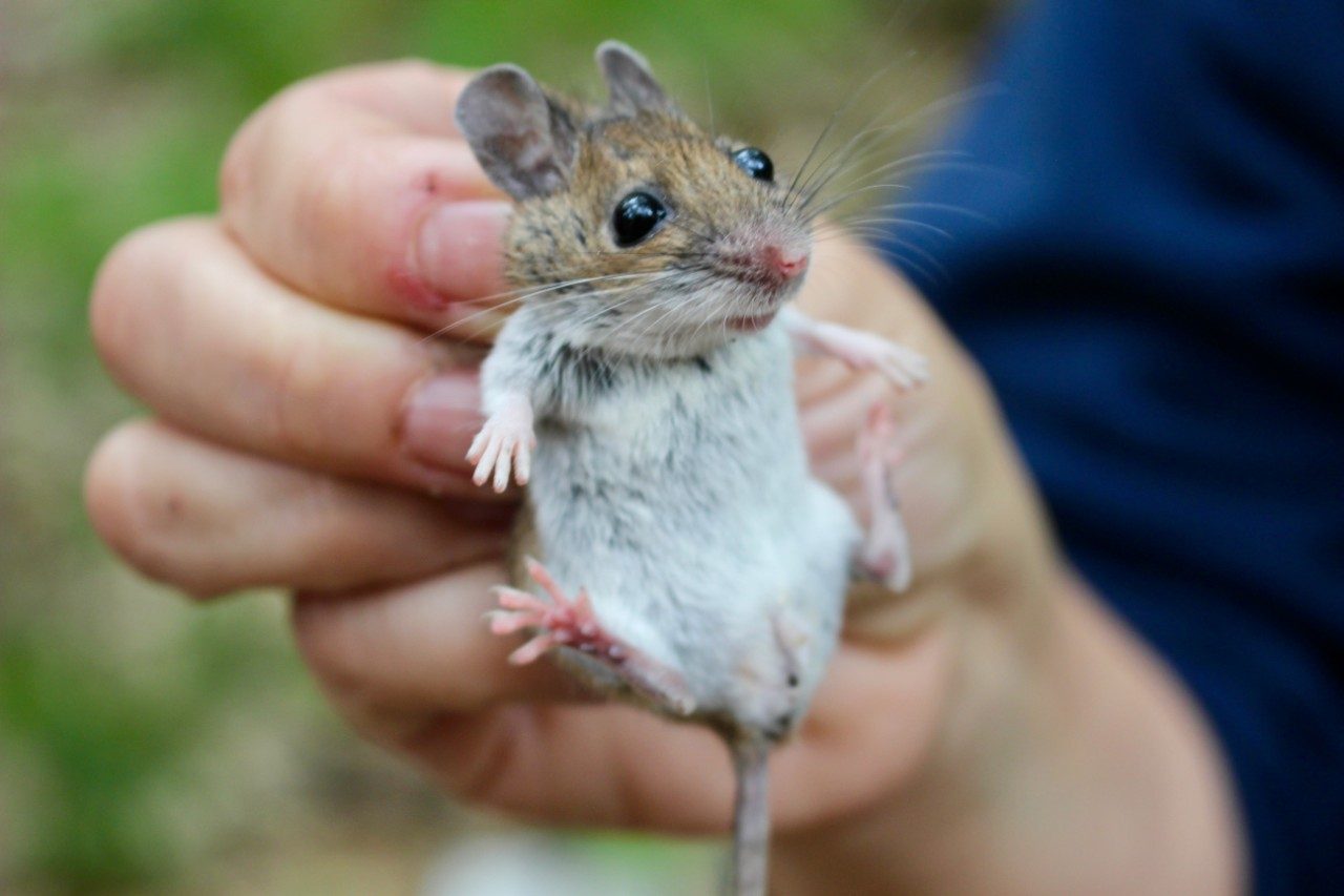 A hand holding a mouse by the scruff of its neck