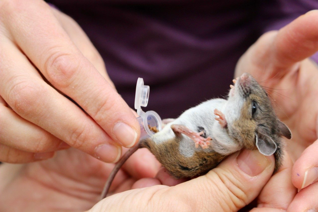 A mouse poops into a vial