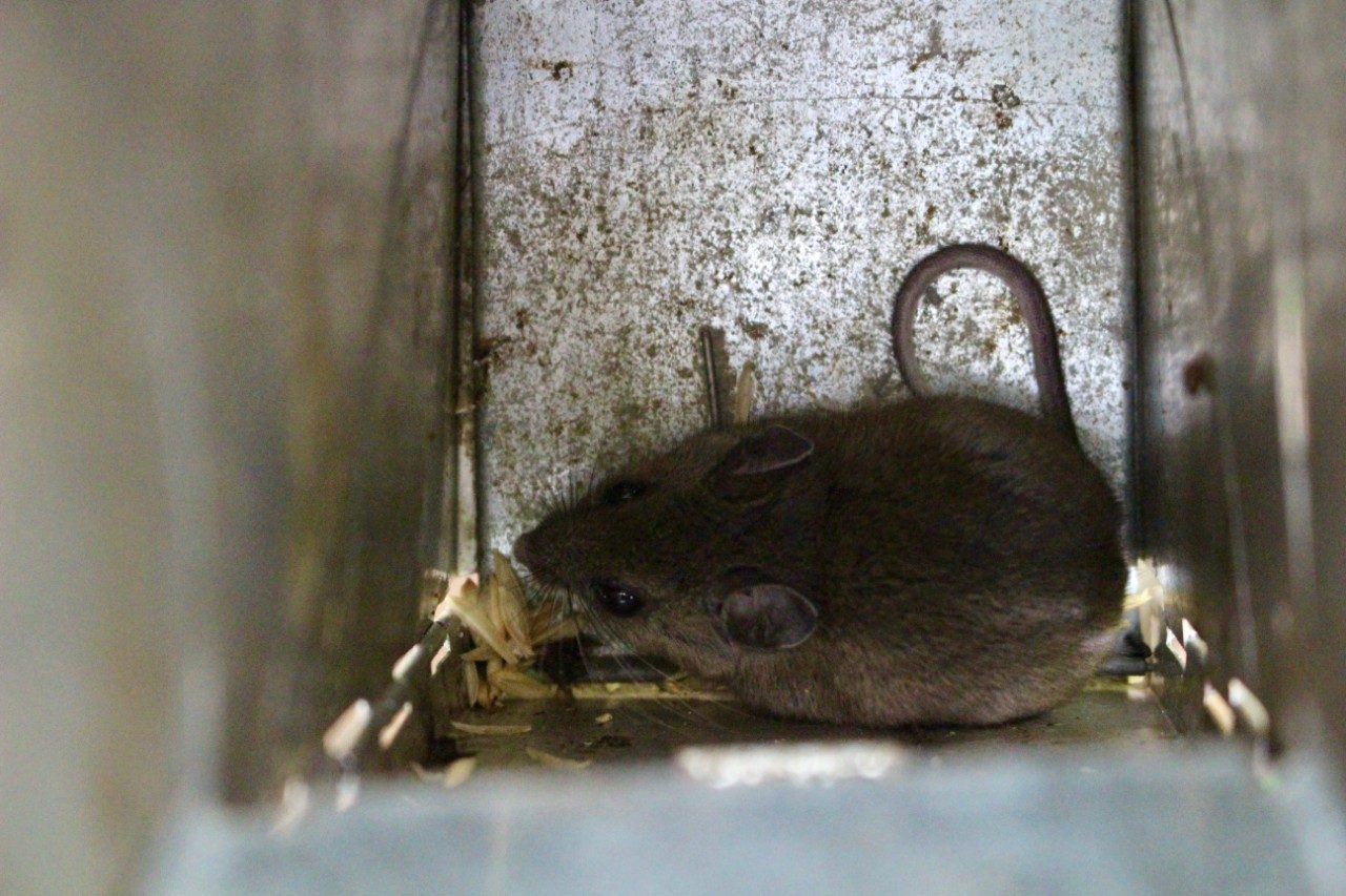Mouse sitting in a live trap
