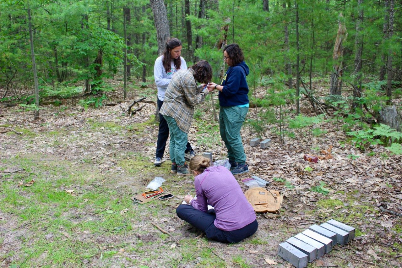 Team of four people in a forest working in groups