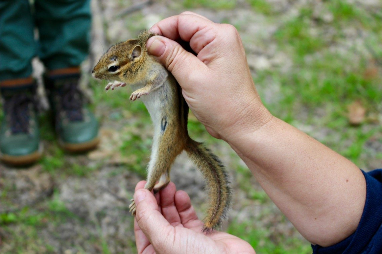 Person holding a chipmunk