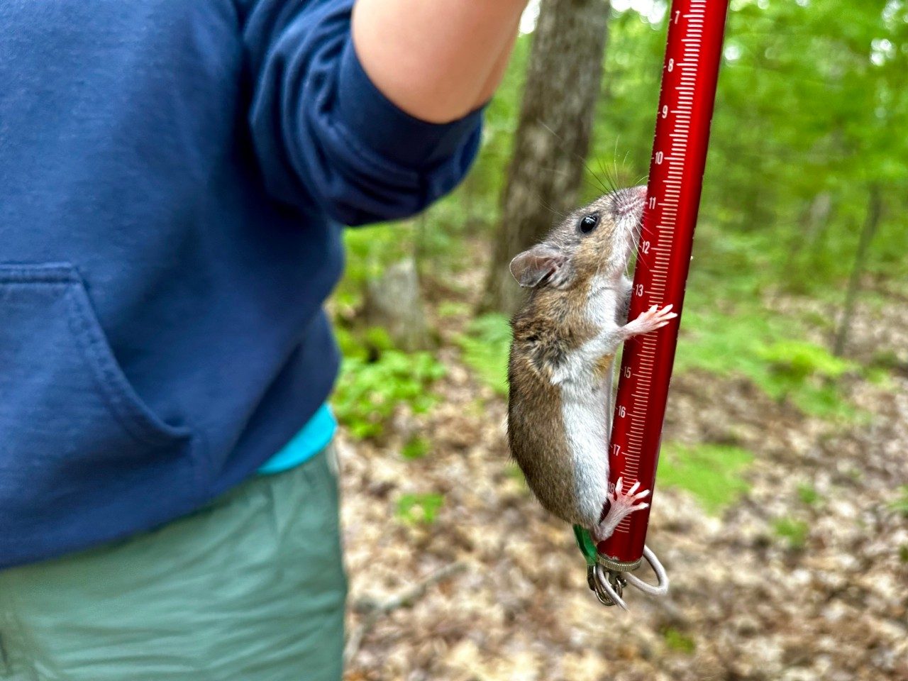 A mouse climbs up a scale