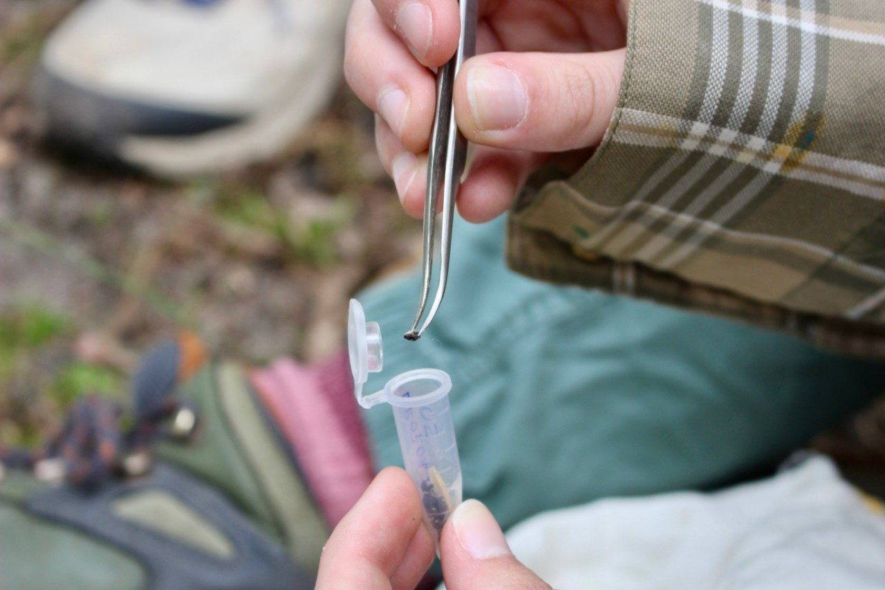 Using tweezers to put mouse poop in a plastic vial
