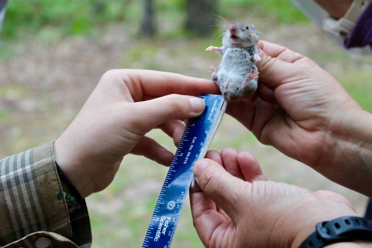 Using a ruler to measure the tail of a mouse in a forest