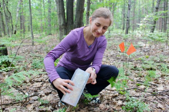 Woman looks in a live trap in a forest