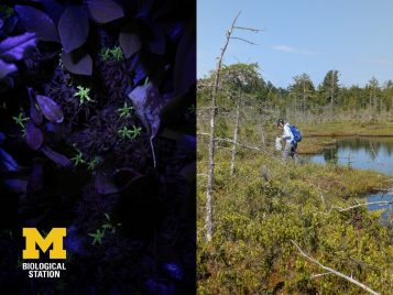 On the right, a woman walks through a bog. One the left, UV light shining on bog plant at night