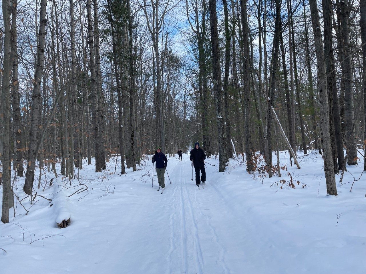People cross-country skiing in a forest