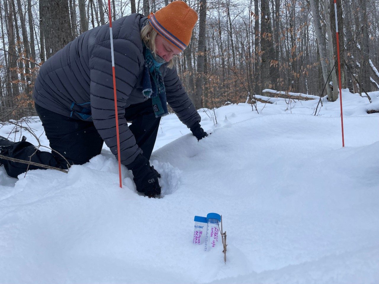 Person digging in the snow in a forest